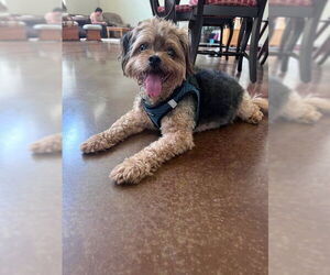 Poodle (Miniature)-Unknown Mix Dogs for adoption in St. Cloud, MN, USA