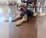 Small Poodle (Miniature) Mix