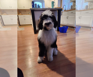 Sheepadoodle Puppy for sale in DENVER, CO, USA