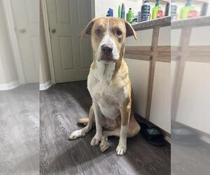 American Staffordshire Terrier-Labrador Retriever Mix Dogs for adoption in San Antonio, TX, USA