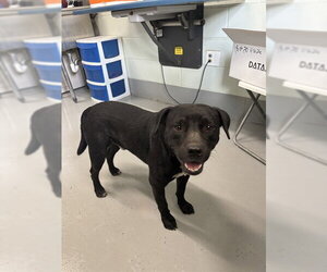Staffordshire Bull Terrier-Unknown Mix Dogs for adoption in Corpus Christi, TX, USA