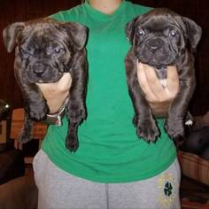 American Bully Puppy for sale in MIDDLE RIVER, MD, USA