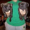 Small Photo #1 American Bully Puppy For Sale in MIDDLE RIVER, MD, USA