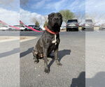 Small #5 Mutt