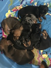 Dachshund Puppy for sale in GAUTIER, MS, USA