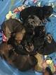 Small Photo #1 Dachshund Puppy For Sale in GAUTIER, MS, USA