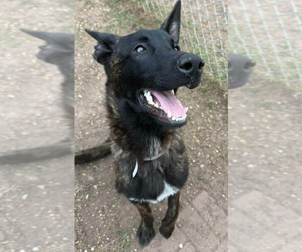 Medium Photo #2 Holland Shepherd Puppy For Sale in Imlay City, MI, USA