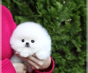 Pomeranian Puppy for sale in LOVELY, KY, USA