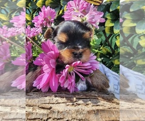 Yorkshire Terrier Puppy for sale in Bowmanville, Ontario, Canada