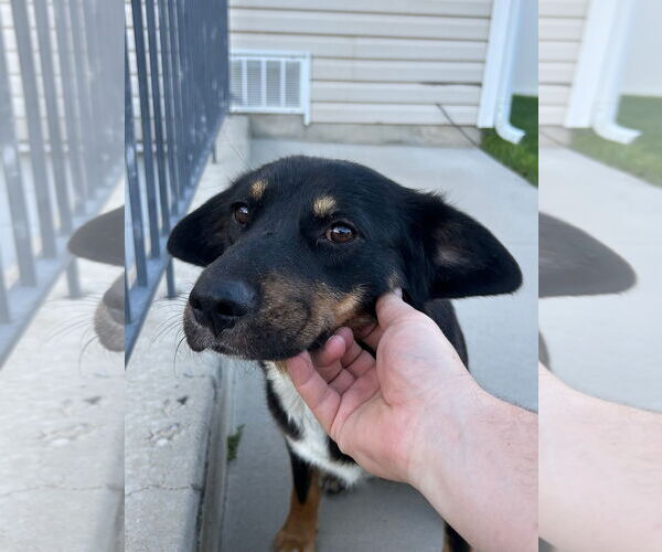 Medium Photo #14 Australian Shepherd-Unknown Mix Puppy For Sale in Sandy, UT, USA