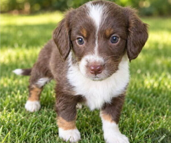 Medium Photo #4 Aussiedox Puppy For Sale in FLEMINGSBURG, KY, USA