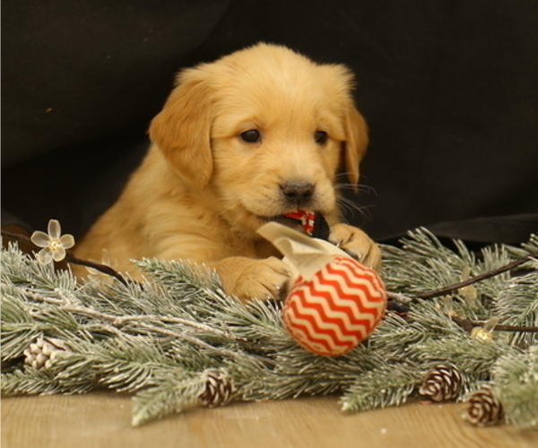 Medium Photo #1 Golden Retriever Puppy For Sale in CAMBRIDGE SPRINGS, PA, USA