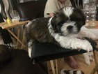Small Photo #1 Shih Tzu Puppy For Sale in OGDEN, UT, USA