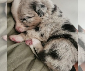 Australian Shepherd Puppy for Sale in CHERRY VALLEY, California USA