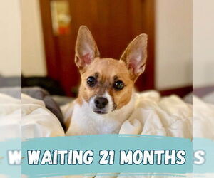 Chug Dogs for adoption in Minneapolis, MN, USA