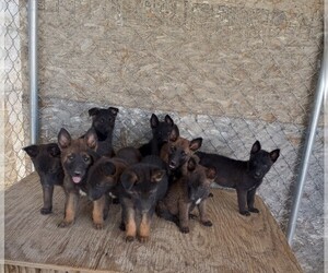 Belgian Malinois Puppy for sale in LAKE LOS ANGELES, CA, USA