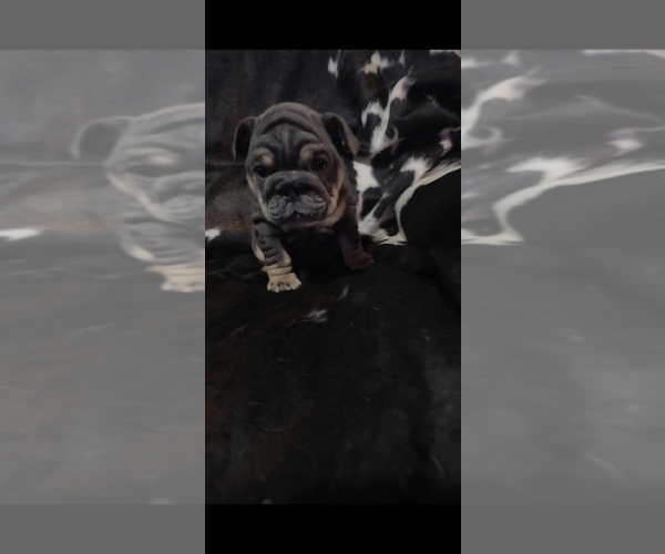 Medium Photo #2 Bulldog Puppy For Sale in ARGYLE, TX, USA