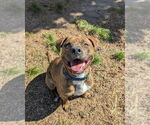 Small #10 American Pit Bull Terrier-American Staffordshire Terrier Mix