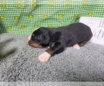 Small Photo #33 Bernese Mountain Dog Puppy For Sale in BLACK FOREST, CO, USA