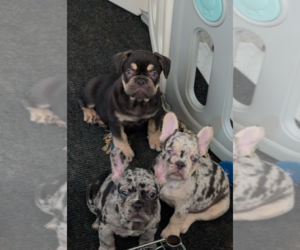 French Bulldog Litter for sale in OXFORD, NC, USA