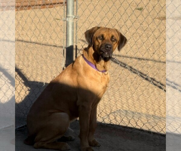 Medium Photo #2 Mastiff Puppy For Sale in Goodyear, AZ, USA