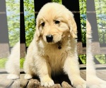 Small Photo #7 Golden Retriever Puppy For Sale in AMITY, AR, USA