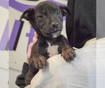 Small #5 Jack Russell Terrier Mix