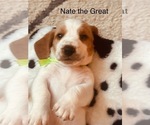 Puppy Nate the Great Basset Hound