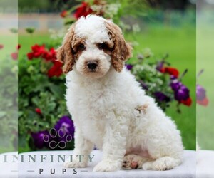 Goldendoodle (Miniature) Puppy for sale in LITITZ, PA, USA