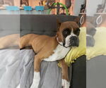 Small #2 Boxer