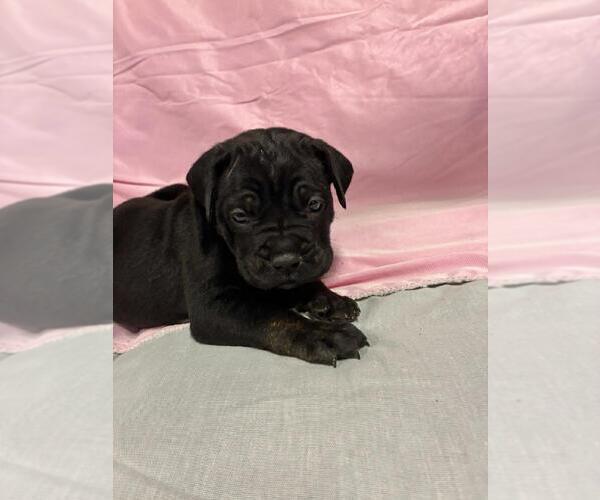 Medium Photo #1 Cane Corso Puppy For Sale in CAMBY, IN, USA