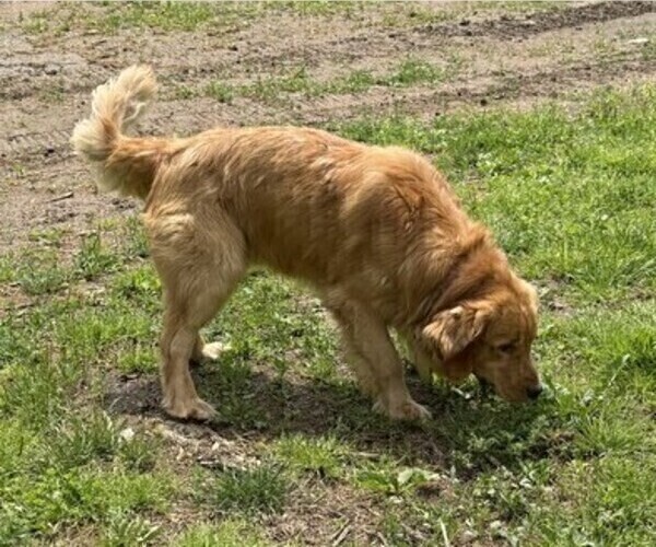 Medium Photo #1 Golden Retriever Puppy For Sale in THORP, WI, USA