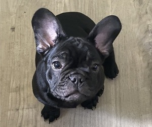 French Bulldog Puppy for sale in ORLANDO, FL, USA