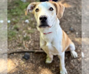 Butter - Male Labrador Retriever-Unknown Mix Dog for Adoption - Photo #4