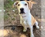 Small Photo #4 Labrador Retriever-Unknown Mix Puppy For Sale in Canton, CT, USA