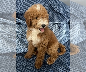 Goldendoodle (Miniature) Puppy for sale in SHELBYVILLE, IN, USA