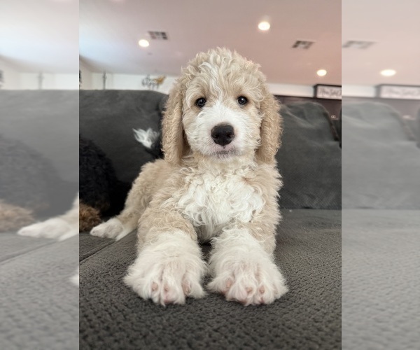 Medium Photo #12 Bernedoodle Puppy For Sale in MENIFEE, CA, USA