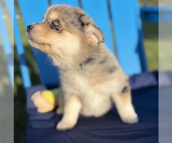 Medium Photo #8 Pomsky Puppy For Sale in BATTLE CREEK, MI, USA