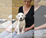 Small #1 Great Pyrenees-Pointer Mix