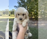 Small #7 Golden Retriever