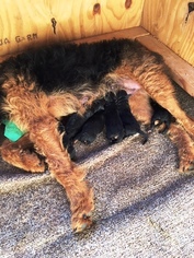 Mother of the Airedale Terrier puppies born on 12/22/2018