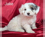 Small #1 Bernedoodle (Miniature)