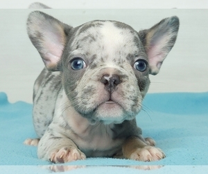 French Bulldog Puppy for sale in NEW YORK, NY, USA