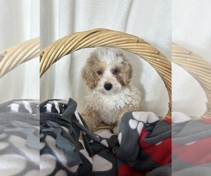 Bernedoodle (Miniature) Puppy for sale in GREENFIELD, IN, USA