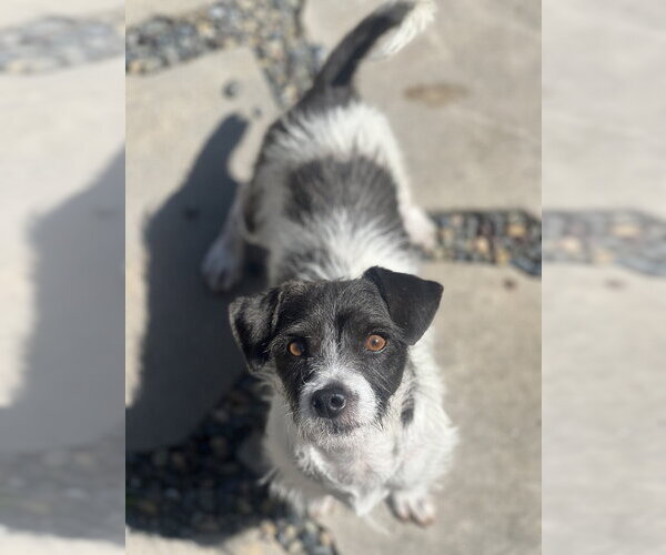 Medium Photo #3 Jack Russell Terrier Puppy For Sale in Dana Point, CA, USA