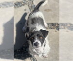 Small #2 Jack Russell Terrier