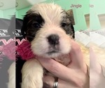 Small Photo #5 Saint Bernard Puppy For Sale in DURANGO, IA, USA