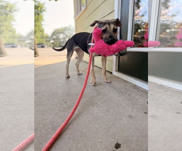 Medium Photo #7 Mutt Puppy For Sale in Chester, NJ, USA