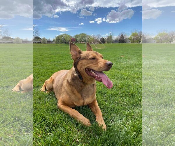 Medium Photo #3 Mutt Puppy For Sale in Sandy, UT, USA