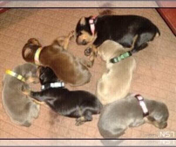 Medium Photo #6 Doberman Pinscher Puppy For Sale in Crossville, TN, USA